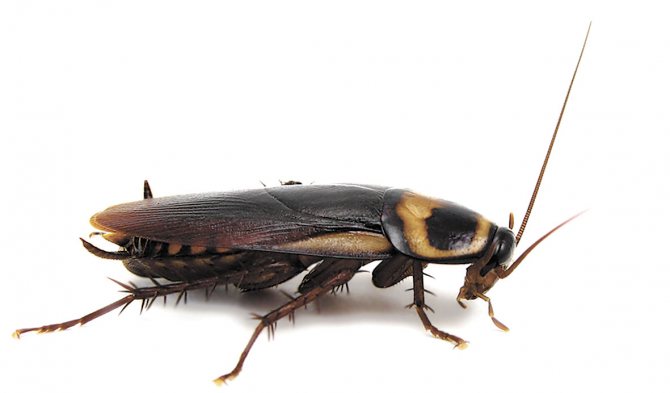 Канализационные тараканы чем и как травить гадов