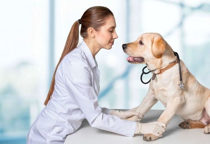 Капли для собак адвокат: инструкция по применению, состав препарата и форма выпуска, противопоказания