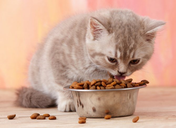 Капли на холку от глистов для кошек и котов: как правильно наносить, лучшие средства, дозировка