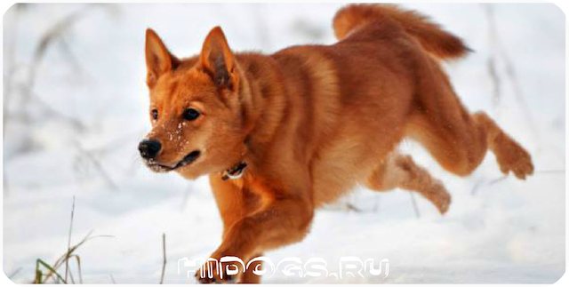 Карело - финские лайки (шпиц) - описание охотника, как воспитать, кормление и гигиена, как купить и выбрать щенка.
