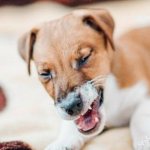 Кашель у собаки: причины, симптомы, лечение и профилактика