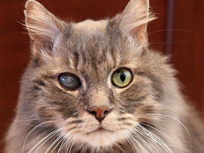 катаракта чаще встречается у пожилых кошек