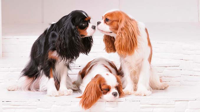 Кавалер-кинг-чарльз-спаниель фото собак разных окрасов