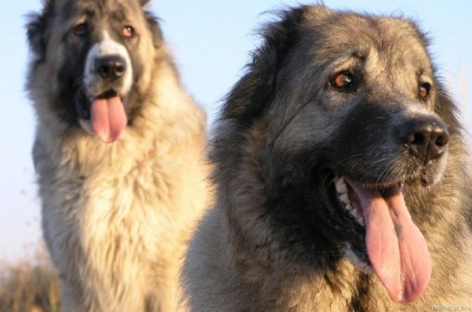 Кавказская овчарка фото собаки