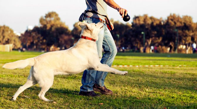 Каждой собаке необходимы подвижные игры на свежем воздухе