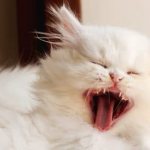 Когда меняются зубы у котят читайте статью