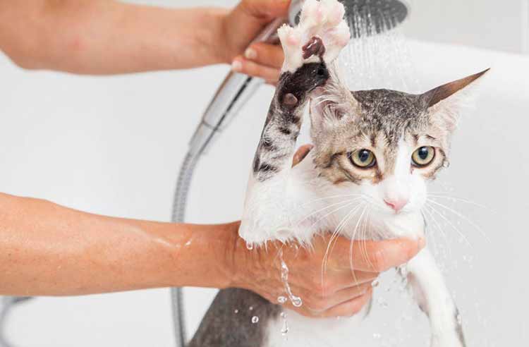 Когда можно мыть кошку после нанесения препарата