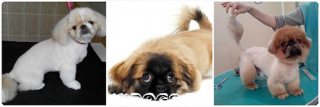 Когда необходима стрижка для пекинеса, самые популярняе стрижки для собаки, как самостоятельно ухаживать за шерстью животного.