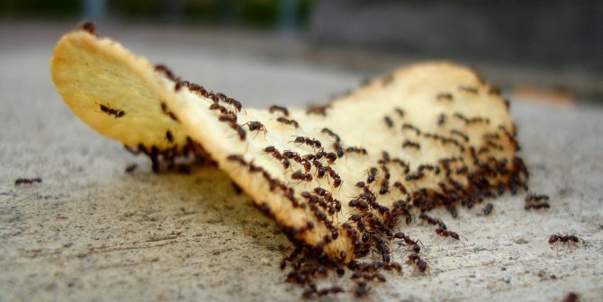 Колония муравьев в квартире