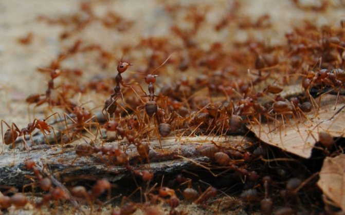 Колония рыжих муравьев