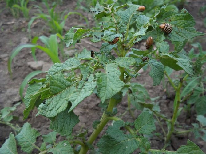 Колорадский жук на листьях картофеля