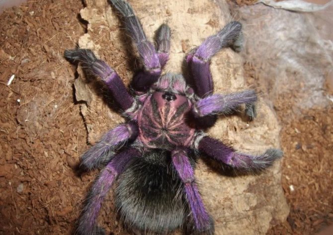 Колумбийский фиолетовый паук-птицеед