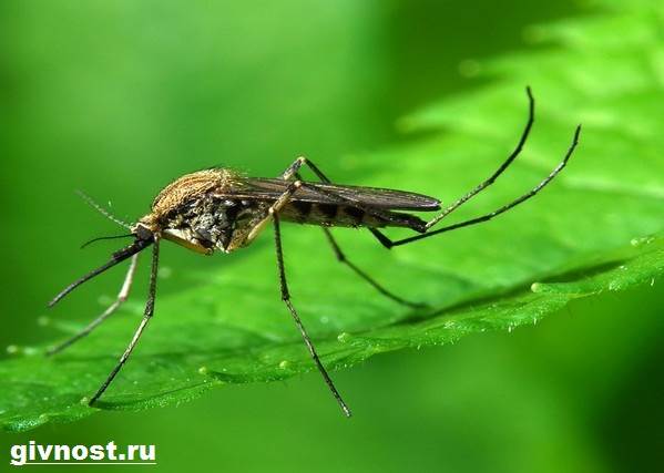Комар-насекомое-Образ-жизни-и-среда-обитания-комара-4