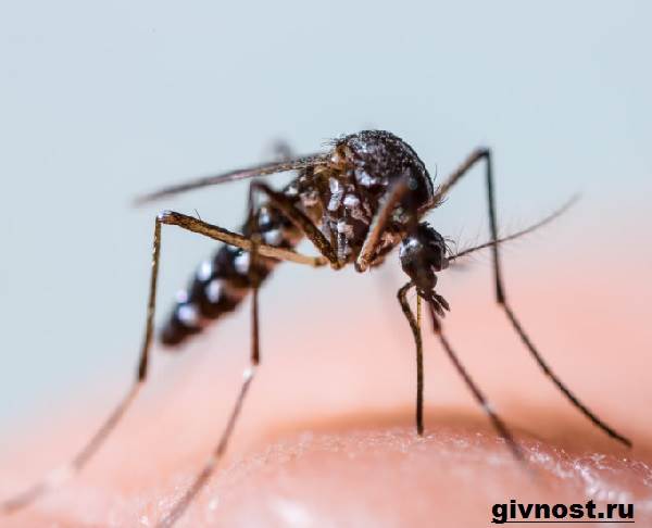 Комар-насекомое-Образ-жизни-и-среда-обитания-комара-5