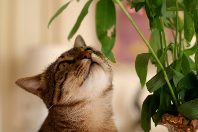 Комнатная флора может стать причиной отравления кошек