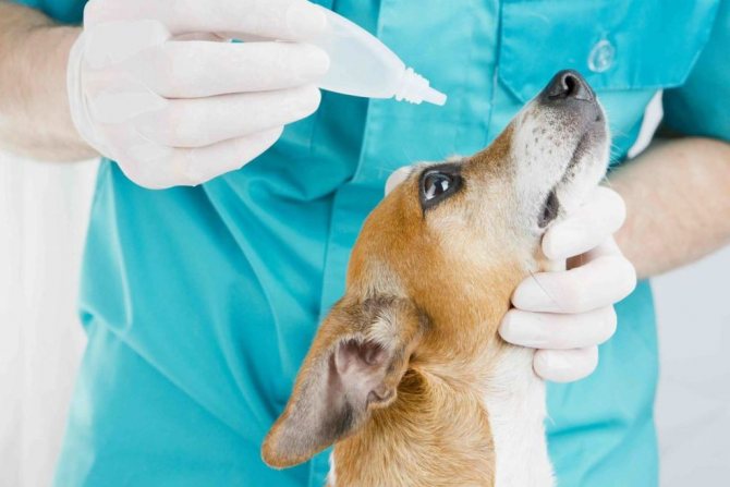 Конъюнктивит у собак: лечение в домашних условиях, симптомы и разновидности, профилактика болезни