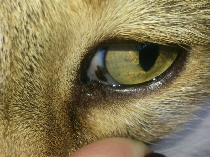 Коричневые выделения из глаза у кота