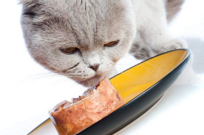 корм для кошек с чувствительным пищеварением отзывы