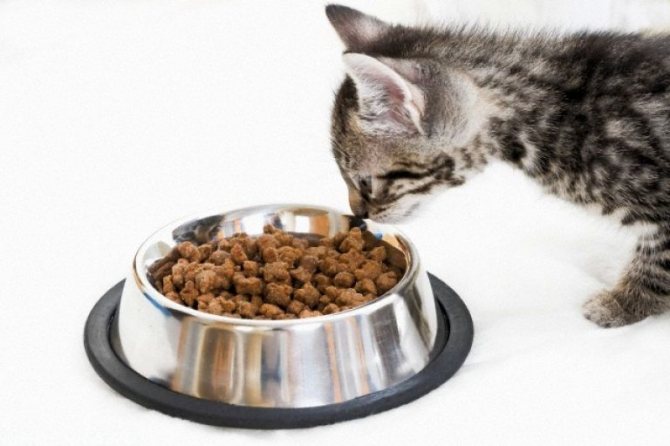 Корм для котят — один из вариантов полноценного питания для беременной или кормящей кошки