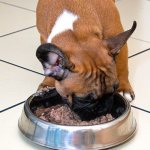 kormlenie frencha - Чем кормить французского бульдога: щенка, взрослую собаку