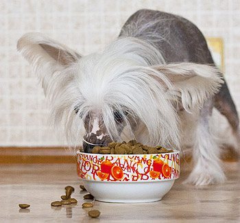 кормление собак режим кормления