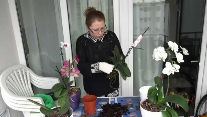 Корни орхидей нужно внимательно обследовать