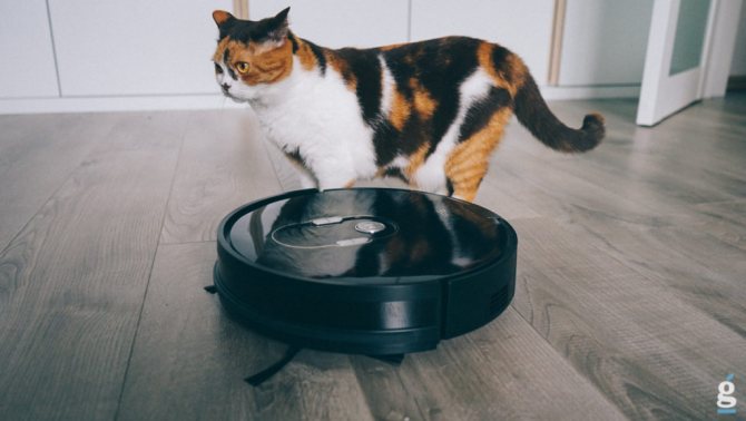 Кошачьи фобии: Почему кошки боятся пылесоса?
