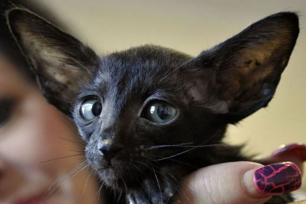 Кошачья мордочка с большими ушами