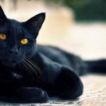 кошка черная породы