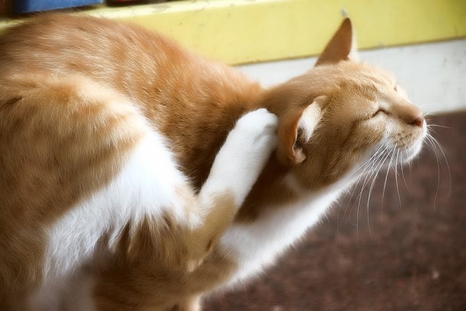 Кошка чешет уши: возможные причины и что нужно делать