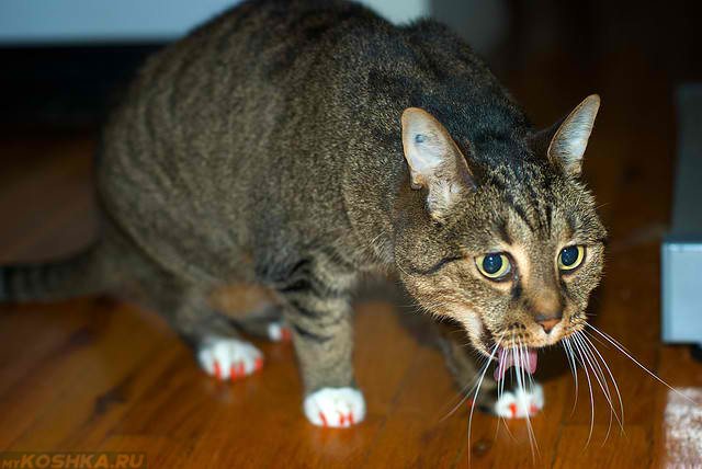 Кошка чихает с хрипом в позе при болях