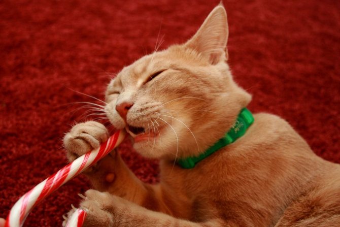 кошка ест конфету