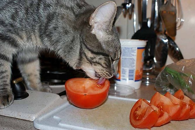 Кошка ест овощи