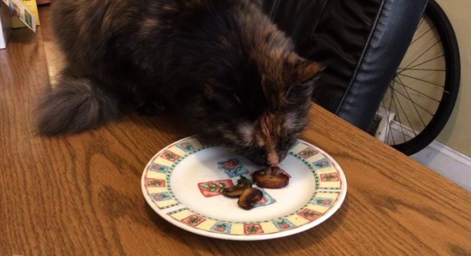 Кошка ест свежие грибы