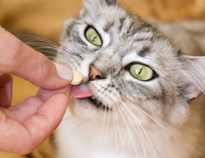 кошка ест таблетку