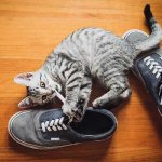 кошка грызет ботинки