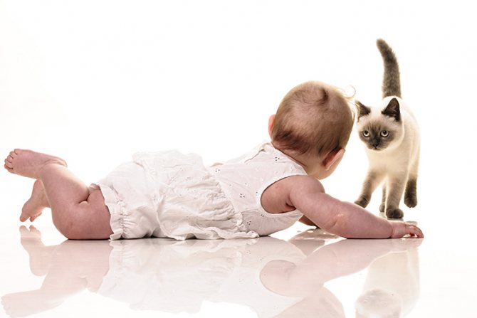 Кошка и новорожденный