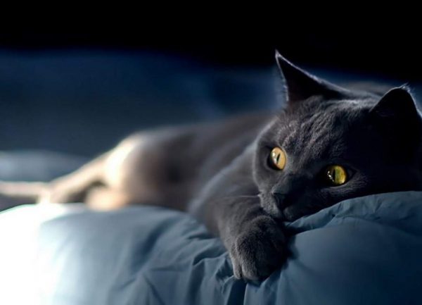 Кошка лежит в темноте на постели с открытыми глазами