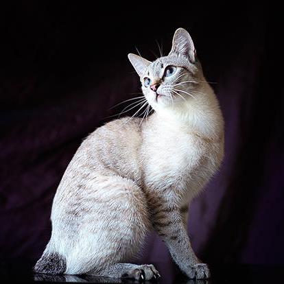 кошка меконгский бобтейл