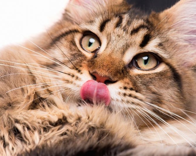 Кошка может облизываться при виде еды или желании попить