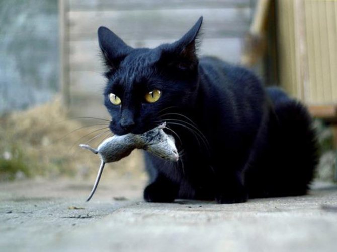 Кошка может съесть отравленную мышь