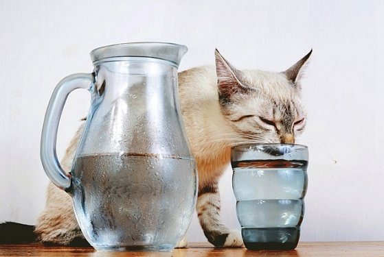 Кошка не пьет из миски: в чем причина и как ее устранить?