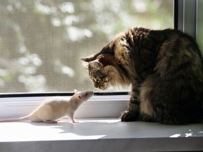 Кошка нюхает крысу