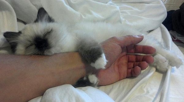 Кошка обнимает руку человека во сне