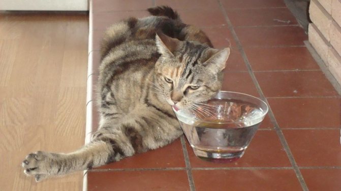 Кошка пьет много воды из-за болезни