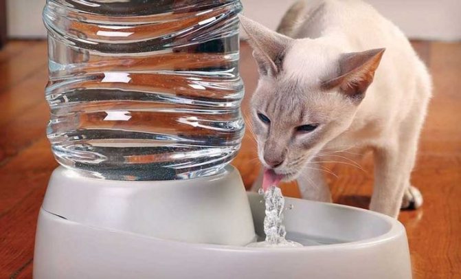 Кошка пьет воду из миски