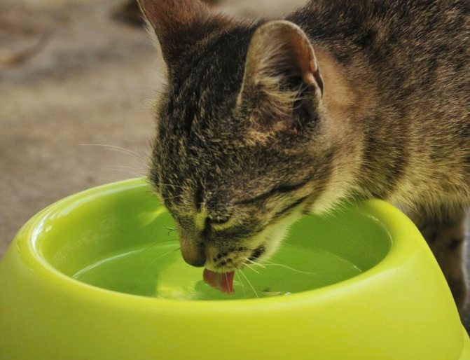 кошка пьет воду с миски
