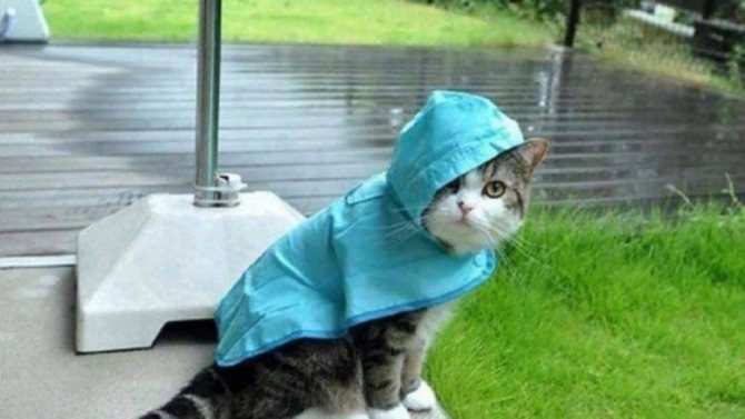 Кошка под дождём.jpg