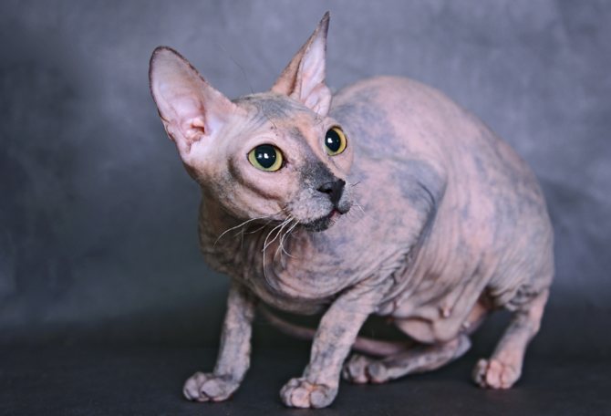 Кошка породы донской сфинкс