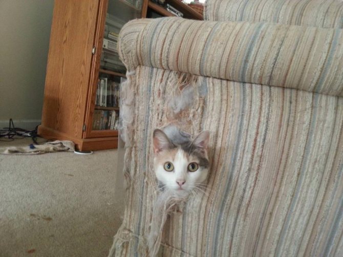 кошка портит мебель